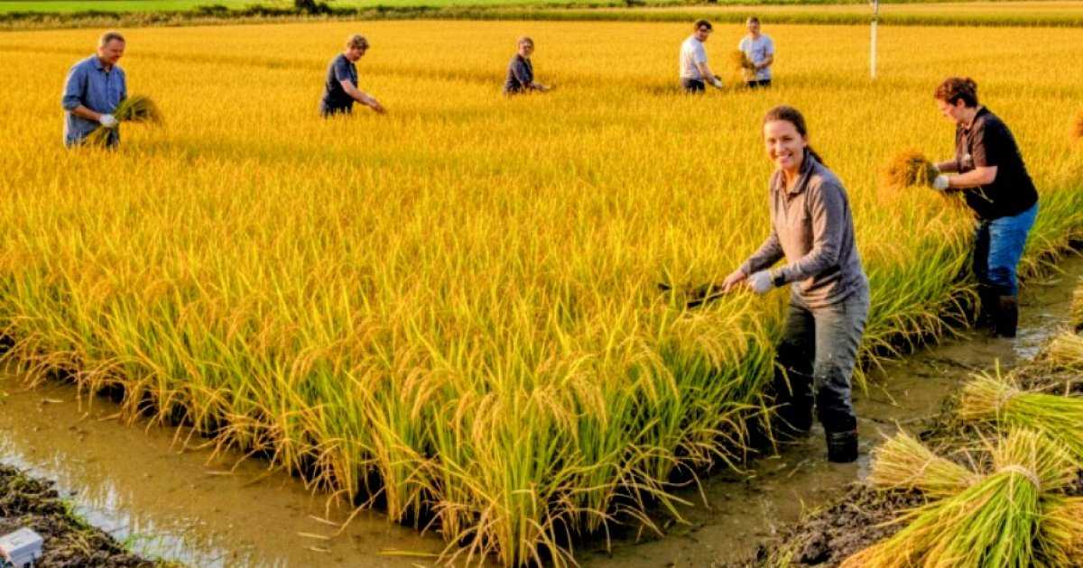 যুক্তরাজ্যে প্রথমবা‌র উৎপন্ন হলো ধান