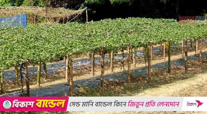 ভোক্তাদের মাঝে আমদানি নির্ভরতা কমাবে পটল চাষ