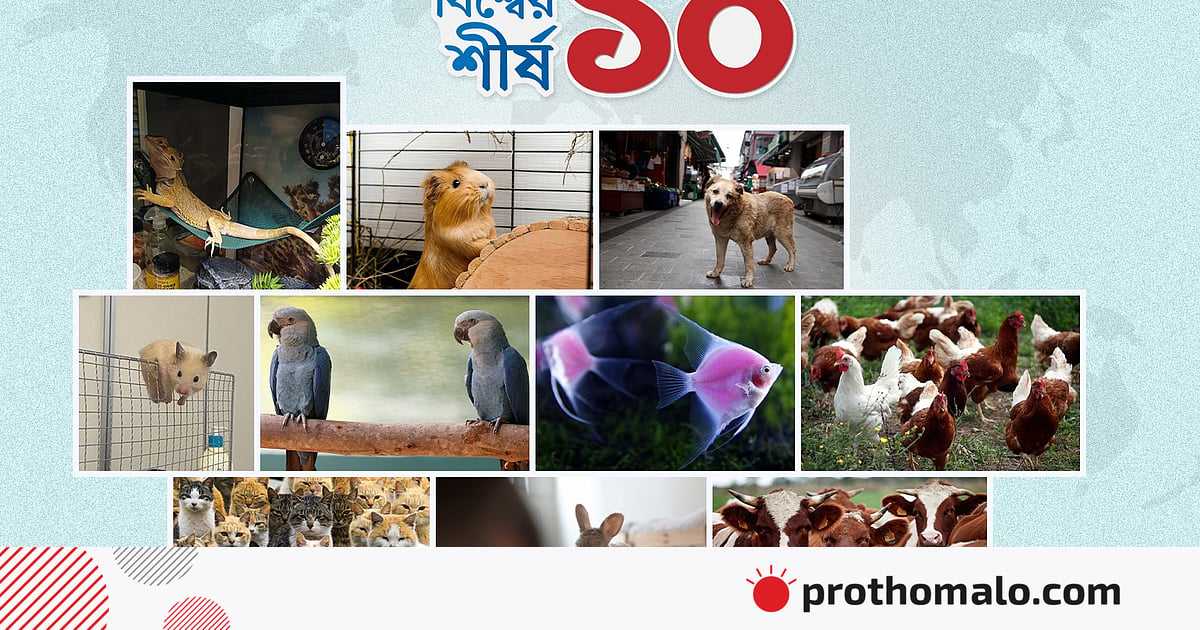 পোষা প্রাণী হিসেবে কোনগুলোকে সবচেয়ে বেশি পছন্দ করে মানুষ